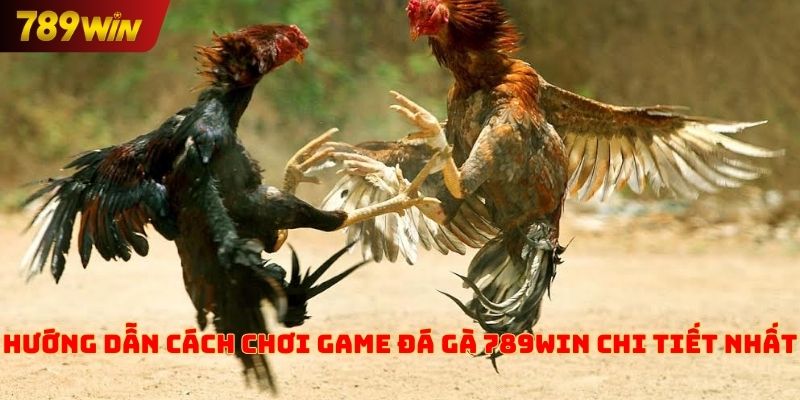 Hướng dẫn cách chơi game đá gà 789win chi tiết nhất